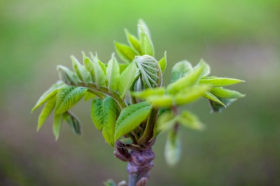 Se il noce non fiorisce - le possibili cause