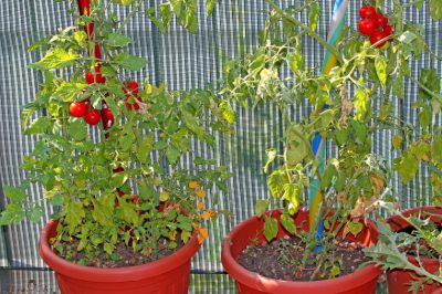 L'albero di noce dovrebbe aiutare contro le zanzare - qual è la verità?