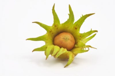 Quale posizione è ottimale per il noce?