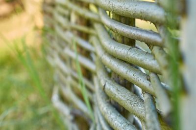 L'albero di noce non dà frutti - questa potrebbe essere la ragione