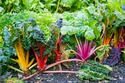 L'acqua nel giardino - Ispirazioni per un mondo acquatico creativo