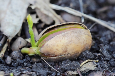 L'alga nello stagno - ecco come prospera!