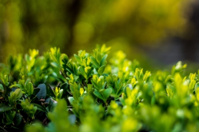 Gattini di salice - piante legnose con soffici boccioli di fiori