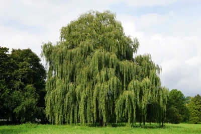 La crescita del salice