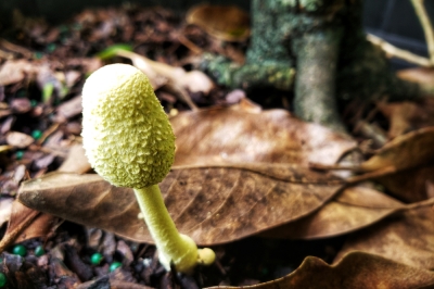 Funghi bianchi crescono in un vaso di fiori