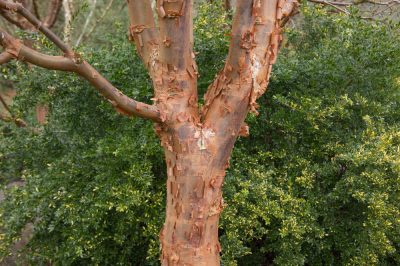 Quale siepe è adatta ad un piccolo giardino?