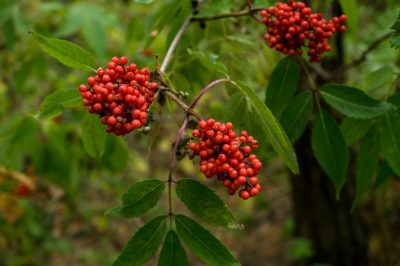 Quali piante possono essere propagate per talea?