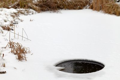 Quale cassetta nido per quale uccello?
