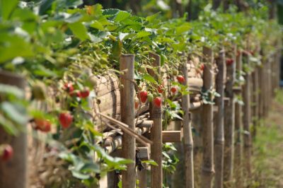 Le vespe nel tuo prato? Come agire correttamente