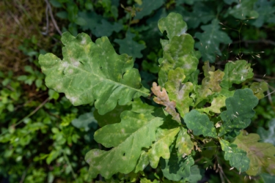 Quanto invecchia una quercia se riceve tutto ciò di cui ha bisogno?