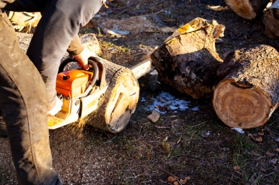 Quanto tempo impiega un albero di albicocche a dare frutti?