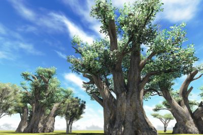 Le talee di Wollemia nobilis per la conservazione delle specie