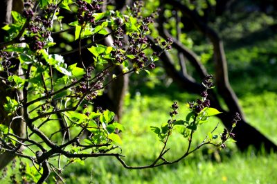 Quando è necessaria una barriera alle radici per l'albero?