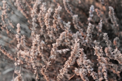 La salvia ornamentale è velenosa?