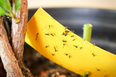 Rilevare e controllare i parassiti nel substrato delle piante d'appartamento