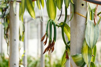 La Schefflera: Consigli preziosi per la cura