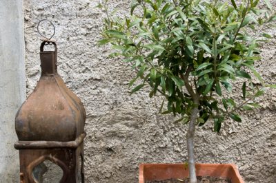 Le fette di limone essiccate sono un meraviglioso dispensatore di profumo