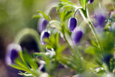 Anche un eccellente condimento ed erba medicinale quando essiccata, Essiccazione della verbena di limone