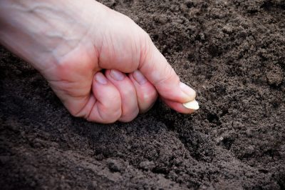 Seminare zucchine direttamente all'aperto