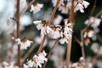 Lillà nano: Piantare e curare