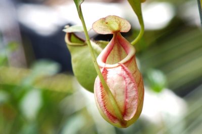 Le cipolle possono fiorire?